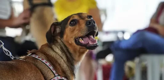Cachorro usando guia durante mutirão de castração, ilustrando o atendimento gratuito oferecido pela Prefeitura para controlar a população animal nos bairros de São José.