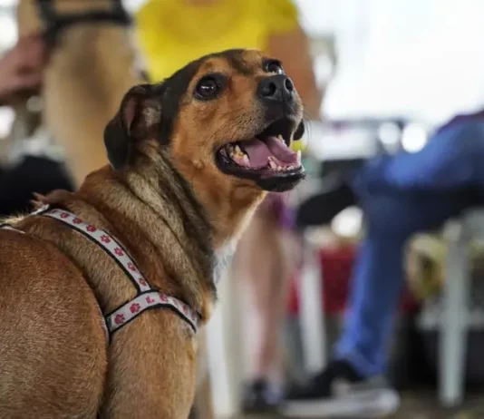 São José amplia mutirões e acelera castração de animais em bairros da cidade Cachorro usando guia durante mutirão de castração, ilustrando o atendimento gratuito oferecido pela Prefeitura para controlar a população animal nos bairros de São José.