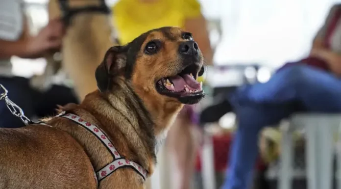 Cachorro usando guia durante mutirão de castração, ilustrando o atendimento gratuito oferecido pela Prefeitura para controlar a população animal nos bairros de São José.
