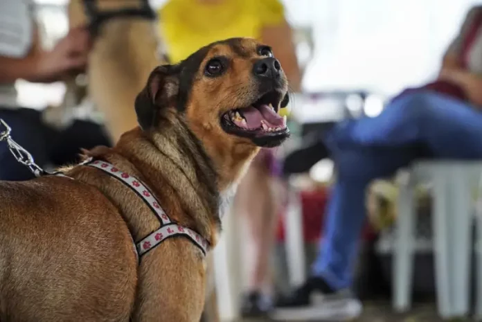 Cachorro usando guia durante mutirão de castração, ilustrando o atendimento gratuito oferecido pela Prefeitura para controlar a população animal nos bairros de São José.