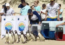 Treze pinguins-de-Magalhães retornam ao mar após reabilitação Equipe do Projeto de Monitoramento de Praias realiza a soltura de pinguins-de-Magalhães reabilitados na Praia do Moçambique, em Florianópolis, mostrando o retorno dos animais ao mar após tratamento.