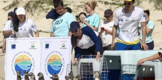 Equipe do Projeto de Monitoramento de Praias realiza a soltura de pinguins-de-Magalhães reabilitados na Praia do Moçambique, em Florianópolis, mostrando o retorno dos animais ao mar após tratamento.
