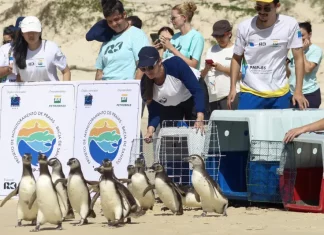 Equipe do Projeto de Monitoramento de Praias realiza a soltura de pinguins-de-Magalhães reabilitados na Praia do Moçambique, em Florianópolis, mostrando o retorno dos animais ao mar após tratamento.