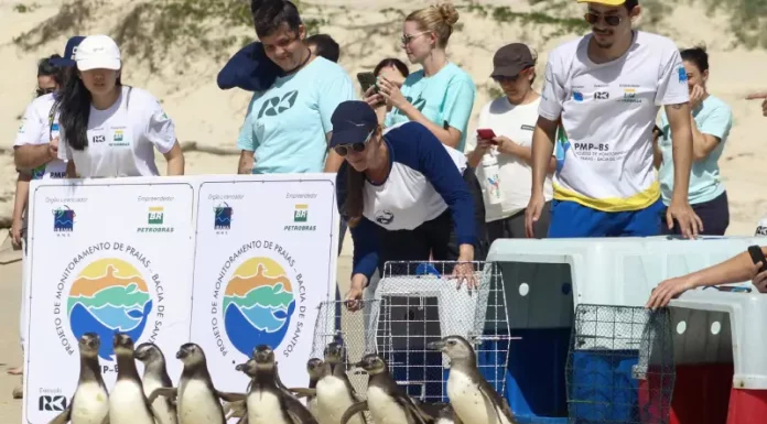 Equipe do Projeto de Monitoramento de Praias realiza a soltura de pinguins-de-Magalhães reabilitados na Praia do Moçambique, em Florianópolis, mostrando o retorno dos animais ao mar após tratamento.