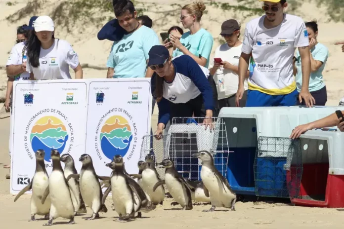 Equipe do Projeto de Monitoramento de Praias realiza a soltura de pinguins-de-Magalhães reabilitados na Praia do Moçambique, em Florianópolis, mostrando o retorno dos animais ao mar após tratamento.
