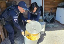 Agentes da Guarda Municipal de Florianópolis fiscalizam e apreendem alimentos irregulares durante ação contra comércio ambulante ilegal na Praia da Daniela.