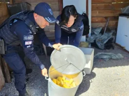 Agentes da Guarda Municipal de Florianópolis fiscalizam e apreendem alimentos irregulares durante ação contra comércio ambulante ilegal na Praia da Daniela.