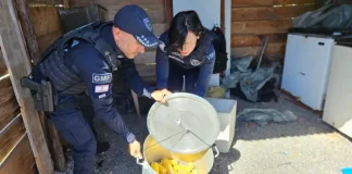 Agentes da Guarda Municipal de Florianópolis fiscalizam e apreendem alimentos irregulares durante ação contra comércio ambulante ilegal na Praia da Daniela.