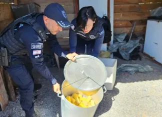 Florianópolis intensifica fiscalização e retira ambulantes irregulares da Praia da Daniela Agentes da Guarda Municipal de Florianópolis fiscalizam e apreendem alimentos irregulares durante ação contra comércio ambulante ilegal na Praia da Daniela.