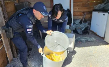 Florianópolis intensifica fiscalização e retira ambulantes irregulares da Praia da Daniela Agentes da Guarda Municipal de Florianópolis fiscalizam e apreendem alimentos irregulares durante ação contra comércio ambulante ilegal na Praia da Daniela.