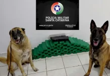 Polícia Militar usa cães de faro e apreende 32 kg de maconha e produtos de descaminho Cães de faro da Polícia Militar ao lado da maconha apreendida durante operação em Chapecó.