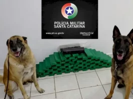 Cães de faro da Polícia Militar ao lado da maconha apreendida durante operação em Chapecó.