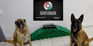 Cães de faro da Polícia Militar ao lado da maconha apreendida durante operação em Chapecó.