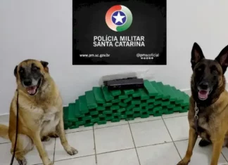 Polícia Militar usa cães de faro e apreende 32 kg de maconha e produtos de descaminho Cães de faro da Polícia Militar ao lado da maconha apreendida durante operação em Chapecó.