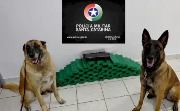 Polícia Militar usa cães de faro e apreende 32 kg de maconha e produtos de descaminho Cães de faro da Polícia Militar ao lado da maconha apreendida durante operação em Chapecó.