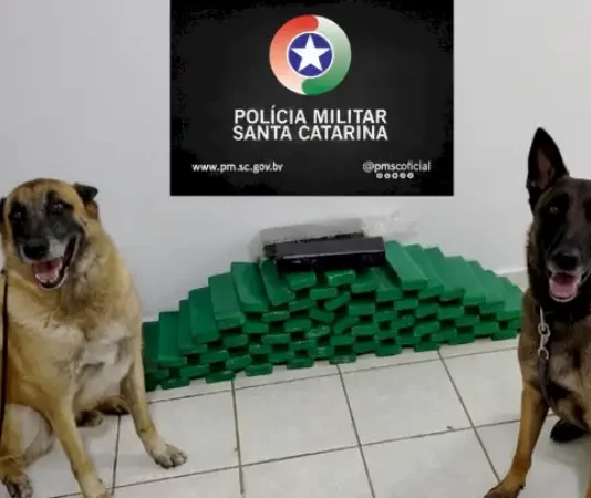 Cães de faro da Polícia Militar ao lado da maconha apreendida durante operação em Chapecó.
