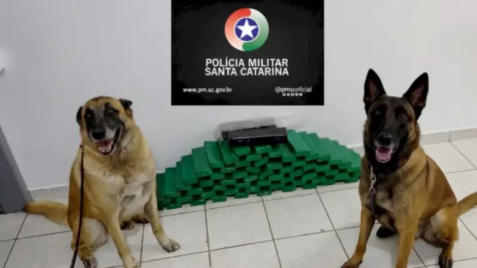 cães de faro Cães de faro da Polícia Militar ao lado da maconha apreendida durante operação em Chapecó.