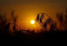 Imagem do sol forte no horizonte, com tons alaranjados e silhuetas de vegetação, usada para ilustrar calor intenso e altas temperaturas típicas do verão.