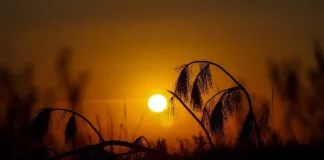 Imagem do sol forte no horizonte, com tons alaranjados e silhuetas de vegetação, usada para ilustrar calor intenso e altas temperaturas típicas do verão.