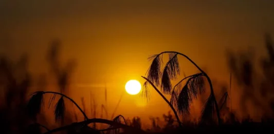Imagem do sol forte no horizonte, com tons alaranjados e silhuetas de vegetação, usada para ilustrar calor intenso e altas temperaturas típicas do verão.