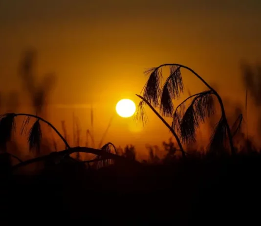 Imagem do sol forte no horizonte, com tons alaranjados e silhuetas de vegetação, usada para ilustrar calor intenso e altas temperaturas típicas do verão.