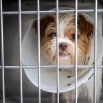 Foto mostra um cão usando colar elizabetano dentro de uma baia, destacando a finalidade de ilustrar atendimento veterinário e cuidados no novo Hospital Veterinário Municipal.