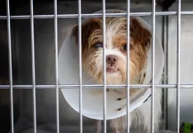 Foto mostra um cão usando colar elizabetano dentro de uma baia, destacando a finalidade de ilustrar atendimento veterinário e cuidados no novo Hospital Veterinário Municipal.
