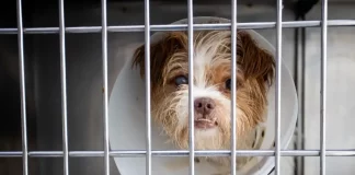 Foto mostra um cão usando colar elizabetano dentro de uma baia, destacando a finalidade de ilustrar atendimento veterinário e cuidados no novo Hospital Veterinário Municipal.