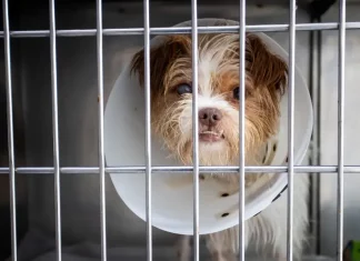 Foto mostra um cão usando colar elizabetano dentro de uma baia, destacando a finalidade de ilustrar atendimento veterinário e cuidados no novo Hospital Veterinário Municipal.