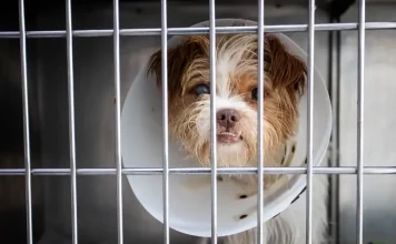 Foto mostra um cão usando colar elizabetano dentro de uma baia, destacando a finalidade de ilustrar atendimento veterinário e cuidados no novo Hospital Veterinário Municipal.