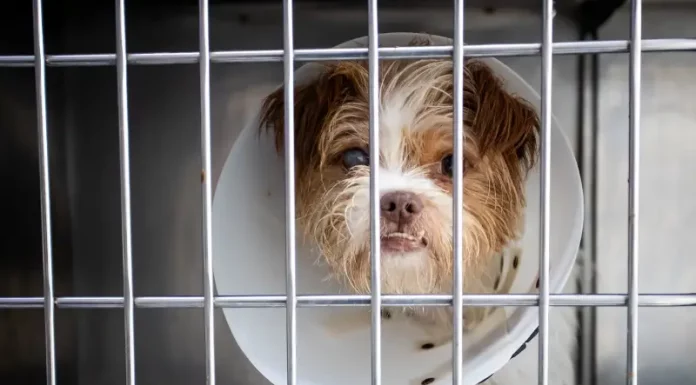 Foto mostra um cão usando colar elizabetano dentro de uma baia, destacando a finalidade de ilustrar atendimento veterinário e cuidados no novo Hospital Veterinário Municipal.