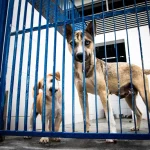 Cães atrás de um portão metálico em um abrigo, usados para ilustrar ações de proteção animal e a criação do Hospital Veterinário público de Florianópolis.