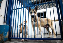Cães atrás de um portão metálico em um abrigo, usados para ilustrar ações de proteção animal e a criação do Hospital Veterinário público de Florianópolis.