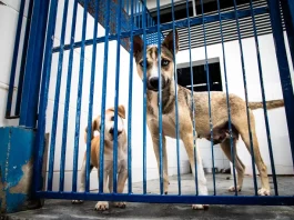Cães atrás de um portão metálico em um abrigo, usados para ilustrar ações de proteção animal e a criação do Hospital Veterinário público de Florianópolis.