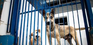 Cães atrás de um portão metálico em um abrigo, usados para ilustrar ações de proteção animal e a criação do Hospital Veterinário público de Florianópolis.