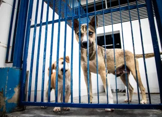 Cães atrás de um portão metálico em um abrigo, usados para ilustrar ações de proteção animal e a criação do Hospital Veterinário público de Florianópolis.