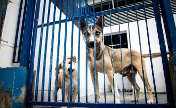 Cães atrás de um portão metálico em um abrigo, usados para ilustrar ações de proteção animal e a criação do Hospital Veterinário público de Florianópolis.