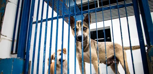 Cães atrás de um portão metálico em um abrigo, usados para ilustrar ações de proteção animal e a criação do Hospital Veterinário público de Florianópolis.