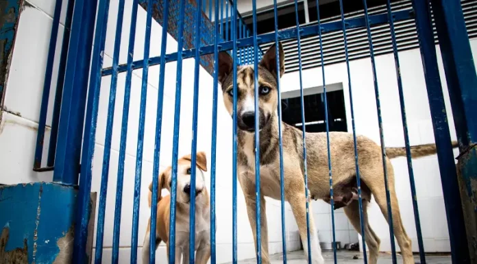 Florianópolis assina ordem de serviço para obras do primeiro Hospital Veterinário público Cães atrás de um portão metálico em um abrigo, usados para ilustrar ações de proteção animal e a criação do Hospital Veterinário público de Florianópolis.