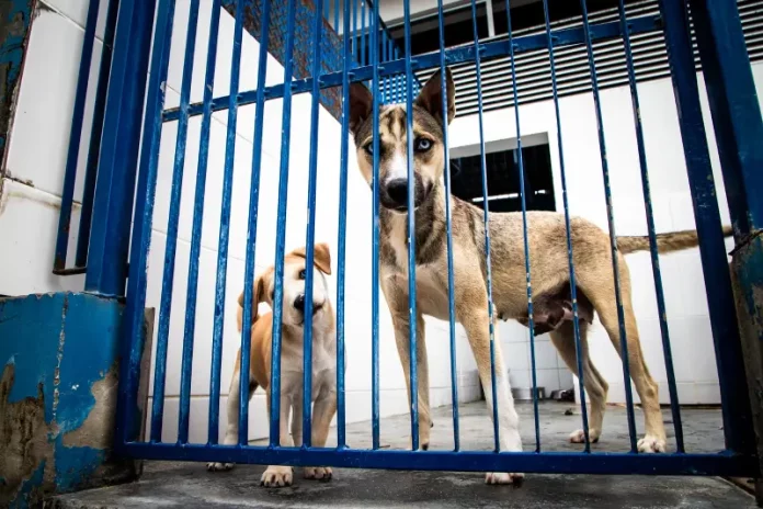 hospital veterinário Cães atrás de um portão metálico em um abrigo, usados para ilustrar ações de proteção animal e a criação do Hospital Veterinário público de Florianópolis.