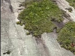 Helicóptero Arcanjo realiza resgate no Costão do Moçambique, em Florianópolis Resgatista do helicóptero Arcanjo atua em salvamento de homem em área de risco no Costão do Moçambique, em Florianópolis.