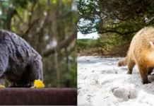 Sagui e quati em seu habitat, ilustrando o alerta da Vigilância Epidemiológica sobre o aumento de acidentes com saguis e quatis em Florianópolis.