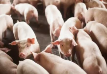 Santa Catarina amplia laços comerciais com a Argentina com crescimento de 25% nas exportações Grupo de suínos em granja, ilustrando a importância da produção de carne suína nas exportações de Santa Catarina para a Argentina.