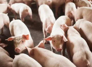 Santa Catarina amplia laços comerciais com a Argentina com crescimento de 25% nas exportações Grupo de suínos em granja, ilustrando a importância da produção de carne suína nas exportações de Santa Catarina para a Argentina.