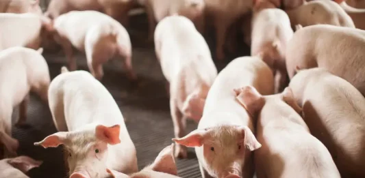 Santa Catarina amplia laços comerciais com a Argentina com crescimento de 25% nas exportações Grupo de suínos em granja, ilustrando a importância da produção de carne suína nas exportações de Santa Catarina para a Argentina.