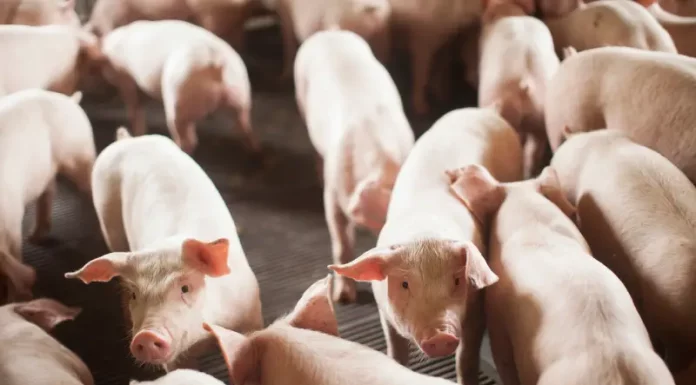 Grupo de suínos em granja, ilustrando a importância da produção de carne suína nas exportações de Santa Catarina para a Argentina.