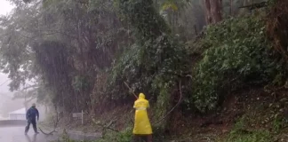 Equipes retiram galhos e árvores caídas de uma estrada durante forte chuva em Santa Catarina, ilustrando os impactos dos temporais e os trabalhos de limpeza.
