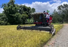 Máquina realiando colheita de arroz