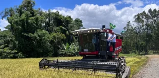 Máquina realiando colheita de arroz