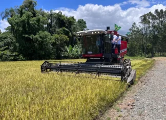 Máquina realiando colheita de arroz